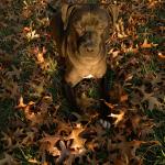 Boe in the leaves.