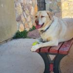 Relaxing with my ball.