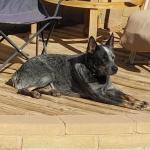 El Chapo chilling in my backyard