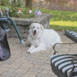 Reagan Loves To Bark at Nothing!?