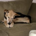 2020 fall picture of Chance