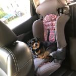 Guinness- Emotional Support Animal