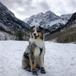 Updated Photo of Rocky - 2 years old