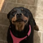 Loving an caring dog
