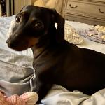 Angel playing throw and retrieve toys