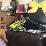 Chilling on the couch