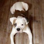 Facts about my Fur Baby