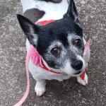 Mouse My Support Dog