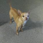 Service Dog. Name: Bam Bam