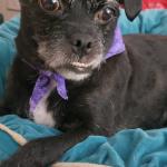 My Tink Tink on our way back from her personal groomer