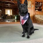 Recon our Service Dog