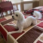 Miss Suzie Q Poses after seeing the groomer.