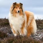 Sable, Prince of Sunlight Let Me Love You