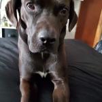 Jarvis patrick walsh