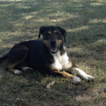 Mollie Sue loves to go on walks in the country