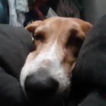 Latte laying with mom ?