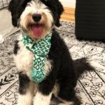 Nutmeg the Bernedoodle