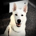 Tundra the white GSD.