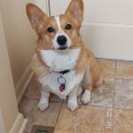 Roxie waiting patiently