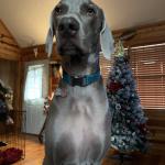 Dakota Camp King
