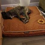Australian Brindle Hound