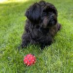 Gracie Befort Playing ball at Oma’s house