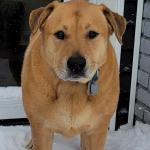 Relaxed, great with people a d all dogs