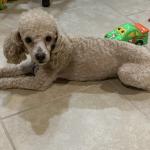 Simba Shively poodle