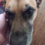 Buddy hates pictures