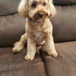 Izzy 2 year old cockapoo