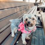 Lady Ginger is my saving grace!