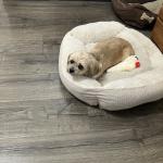 Ali lying comfortable in her favorite bed